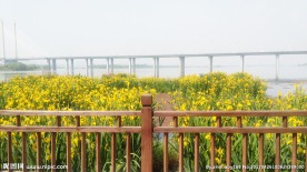 黄菖蒲