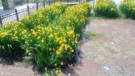 黄菖蒲