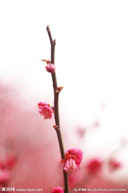 一枝独秀