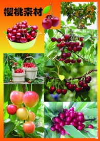 樱桃素材