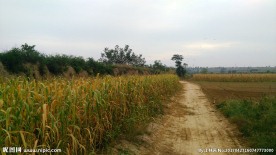乡村小路