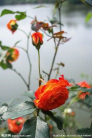 橘黄色玫瑰花