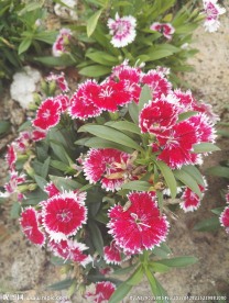 花卉