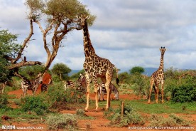 一群野生长颈鹿
