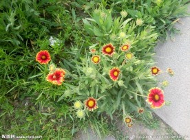 两色金鸡菊