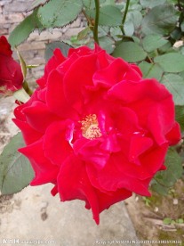 红玖瑰花