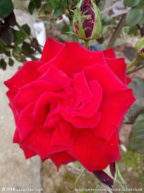 红玖瑰花
