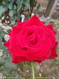 玖瑰花