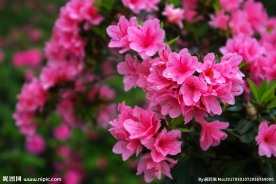 山花