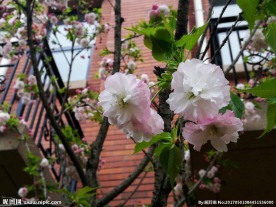 小区的樱花