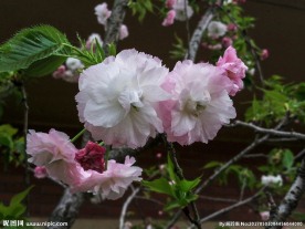粉色樱花