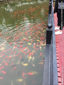 鱼儿 金鱼 各种鱼