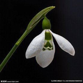 铃兰
