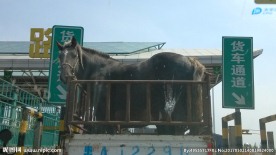高速公路上的马