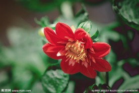 百日菊