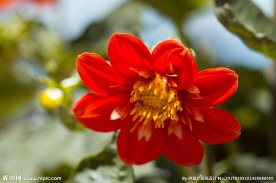 百日菊