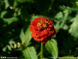 百日菊