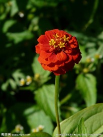 百日菊鲜花