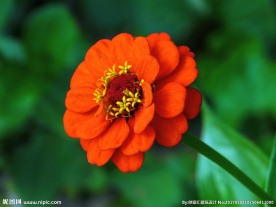 百日菊