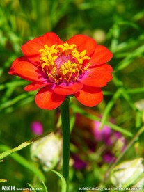 百日菊