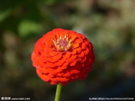百日菊