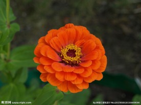 百日菊鲜花