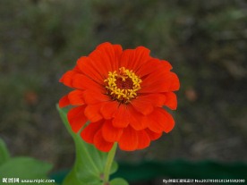 百日菊