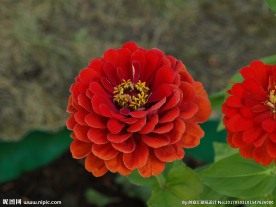百日菊