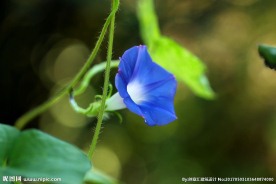蓝色牵牛花