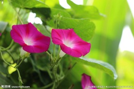 牵牛花