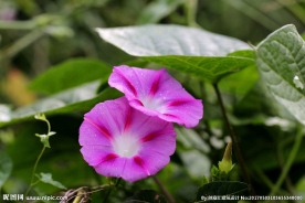 牵牛花