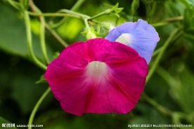 牵牛花