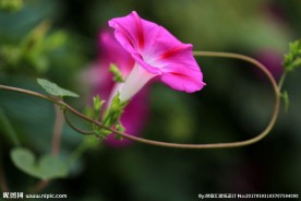 牵牛花