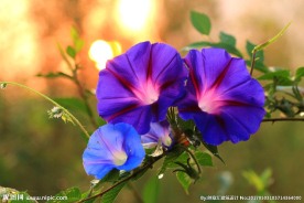 牵牛花