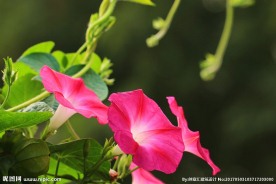 牵牛花