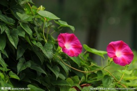 牵牛花