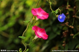 牵牛花