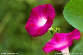 牵牛花
