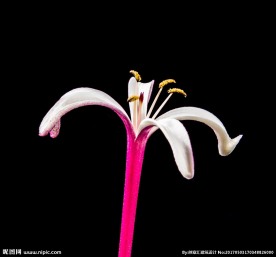 金银花