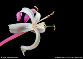 金银花
