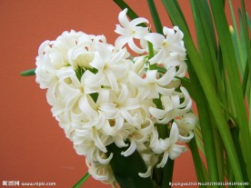 白色水仙花盆栽
