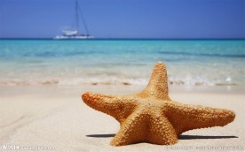 沙滩海星