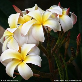 素馨花