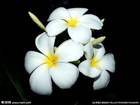 素馨花