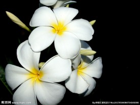 素馨花