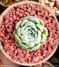 多肉白月影