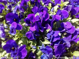 小紫花