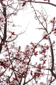 桃花摄影