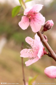 桃花摄影