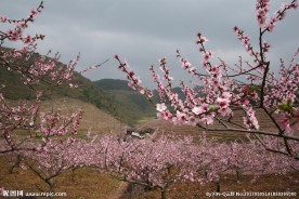 桃花园素材